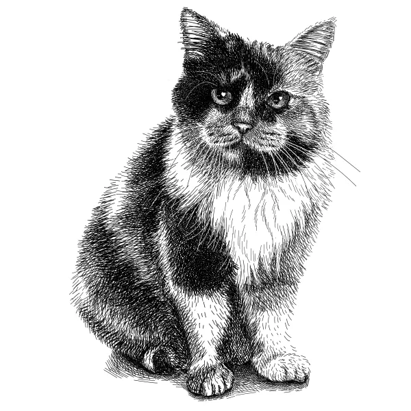 Fluffy calico cat sitting and looking up