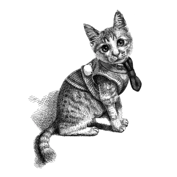 Young tabby cat wearing a harness vest, sitting and glancing back