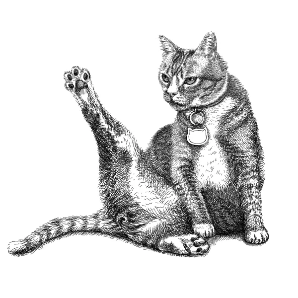Tabby cat with a collar tag, sitting with one hind leg raised high while grooming