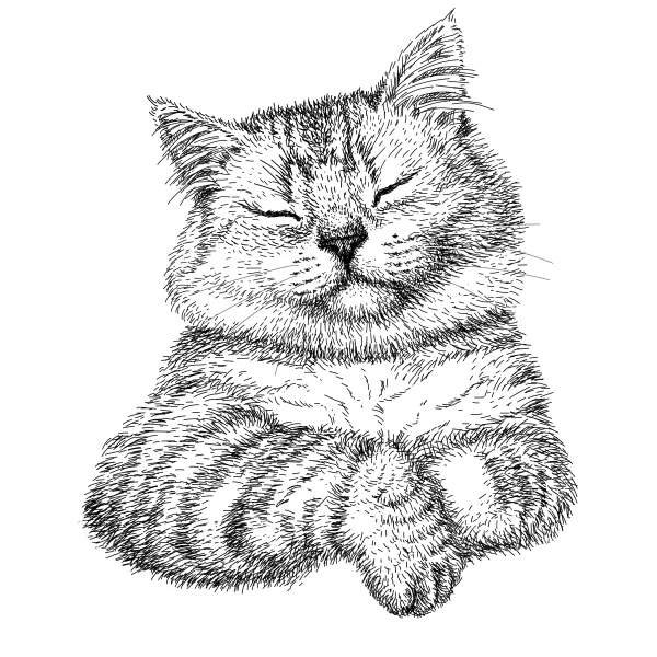 Contented striped tabby with eyes closed, front paws folded in front