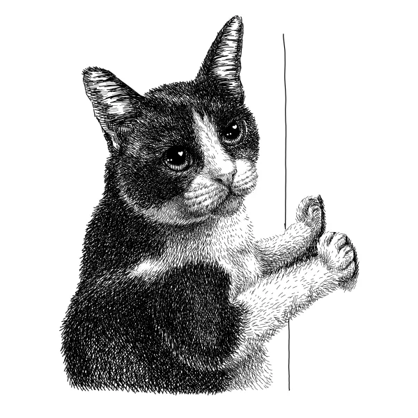 Black-and-white cat standing up and peeking around a wall